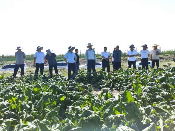 东启网 “三抓三促”行动 | 甘肃农垦亚盛张掖分公司赴山丹分公司开展甜菜种植技术观摩学习